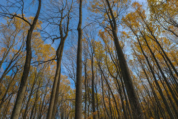 Golden Woods - Free image #450355
